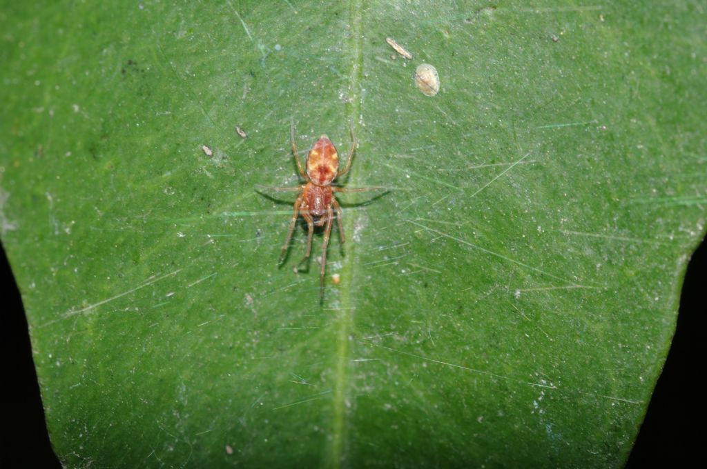Maschi di Nigma sp. - Arcavacata di Rende (CS)